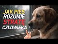 Jak pies rozumie stratę człowieka?