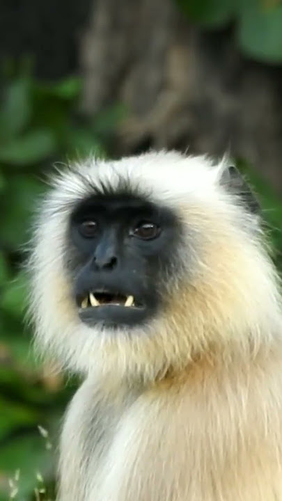 Angry Langoor!!