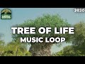 Tree Of Life Area Music Loop - Disney's Animal Kingdom (2020)