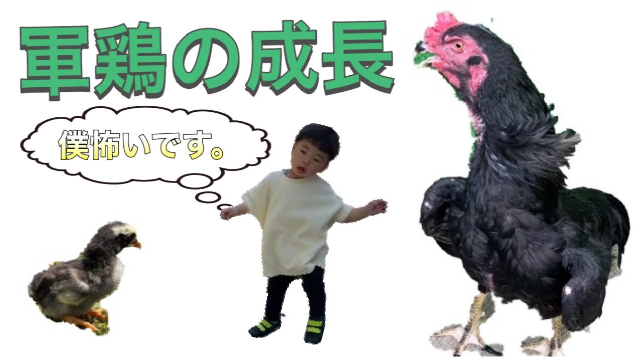 軍鶏 ひよこは可愛いけどすぐ大きく 興味はあるけど怖がるタイト Youtube