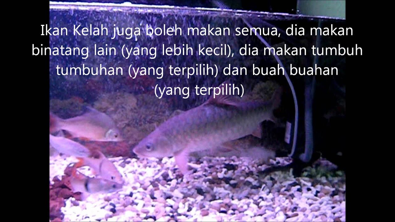  Ikan  Kelah Merah Terbaik Untuk  Hiasan  Dalam Aquarium  