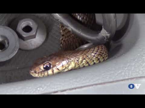 Homem encontra cobra em seu carro enquanto dirigia pela Oswaldo Cruz