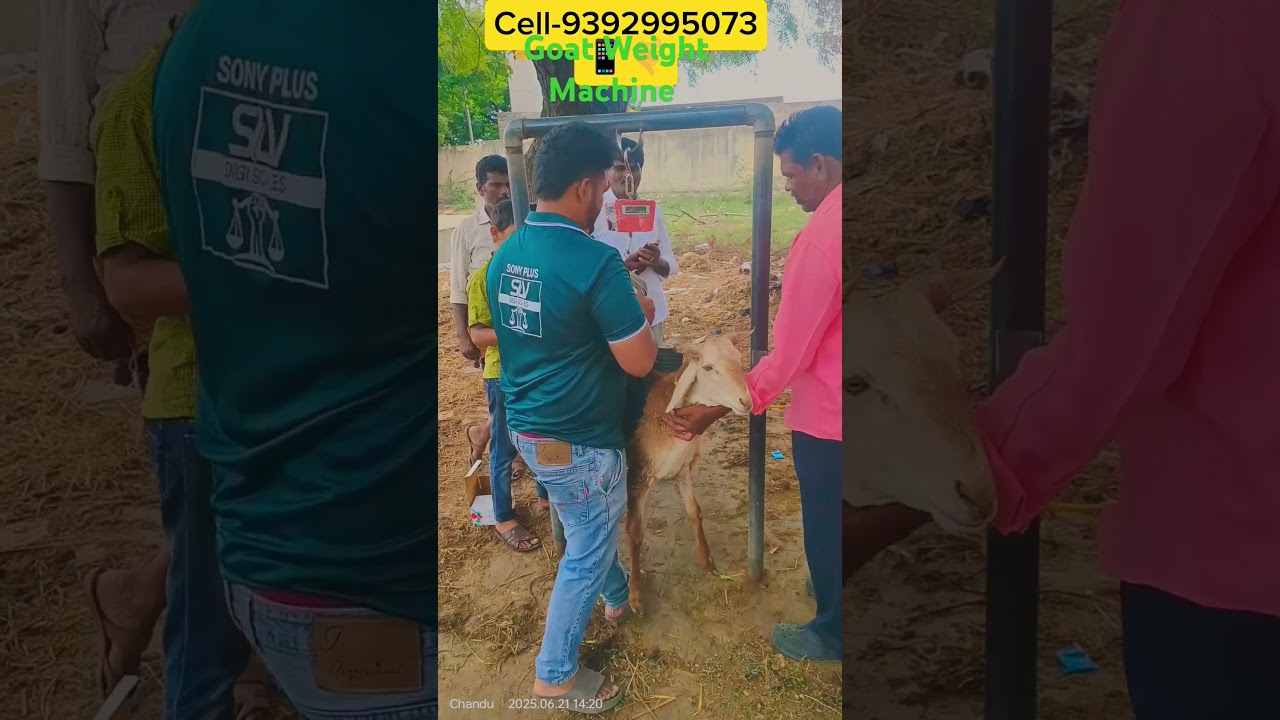 Goat Digital Weight Scale | Fast, Easy & AccurateAnimal Weight Machine for Goats Farming Technolog