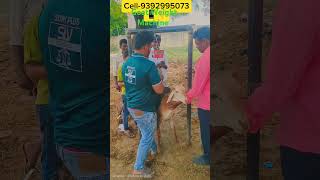 Goat Digital Weight Scale | Fast, Easy & AccurateAnimal Weight Machine for Goats Farming Technolog