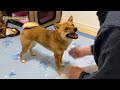 なかなかパパを見つけれず鳴いてしまう柴犬いちご【かくれんぼ】