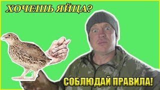 Перепёлки перестали нестись // Что делать? // Жизнь в деревне