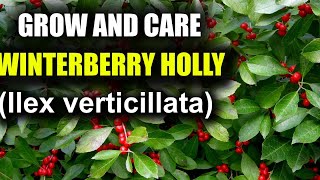How To Grow And Care For Winterberry Holly Ilex Erticilata