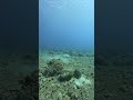 stingray #save the Saipan #4k #asmr #shorts #adventure #fun #nature #StormRelief #RebuildTogether