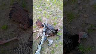 flashbacks 2020 the night before spring gobbler season kicked off#turkey #hunting #nature #shorts