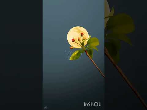 اهرب يا مسلم ف هذا لي غناء تصميم مي فوفو اشتراك