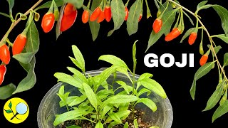 ❤️ How to Sow Goji Berries bought at the Market