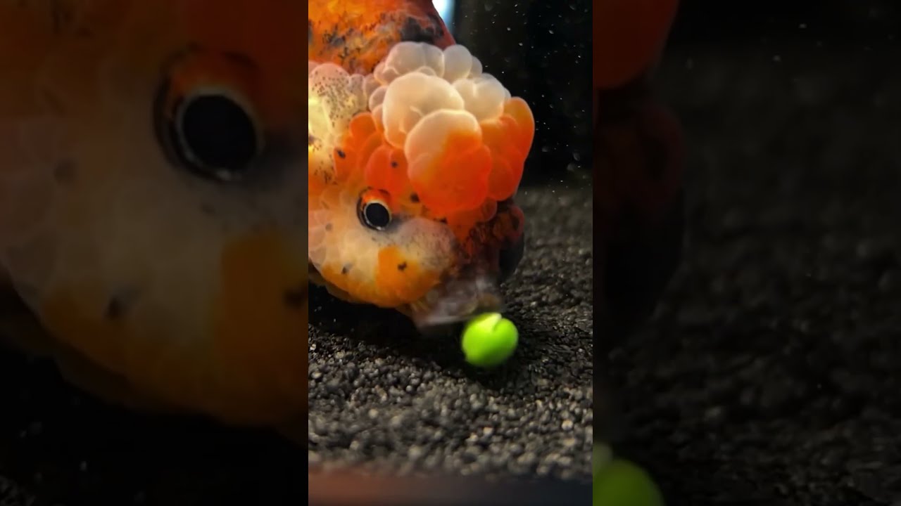 Gizmo Chokes On Sand Then Eats Pea