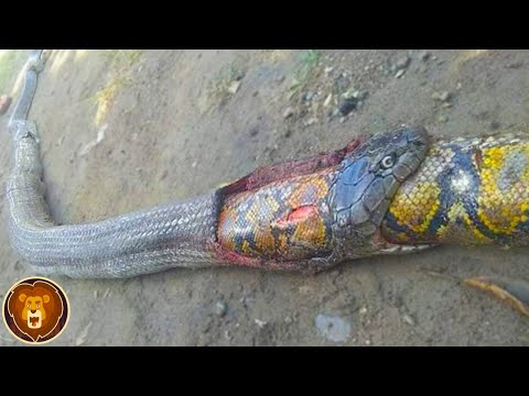 Vidéo: Cobra serpent - faits intéressants. Le cobra royal en tant que serpent est très dangereux et rapide