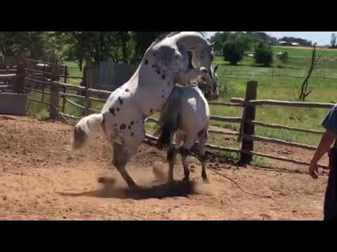 Video: AraAppaloosa Horse Breed Hypoallergenic, Afya Na Muda Wa Maisha