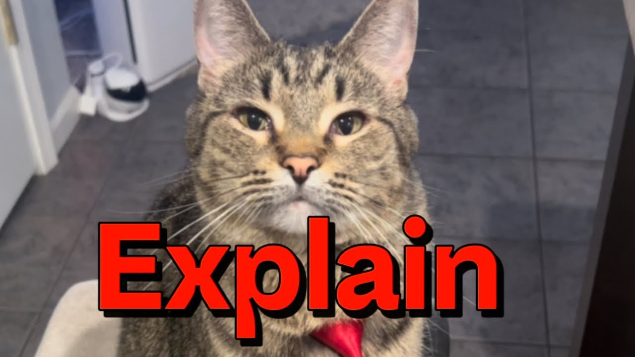 Cracking the Cat Code: Unveiling the Mystery Behind Cat Haters! - YouTube