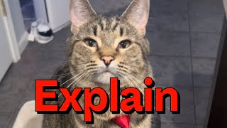 Cracking the Cat Code: Unveiling the Mystery Behind Cat Haters!