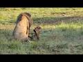This Is Why Male Lions Don T Play With Their Cubs