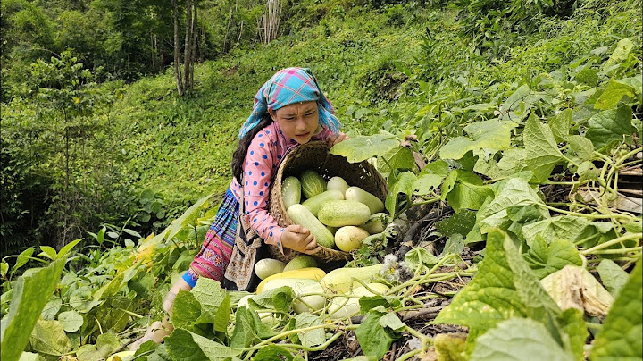 17 year old girl harvests giant cucumber garden of cat people in village to sell | Life, Fruit