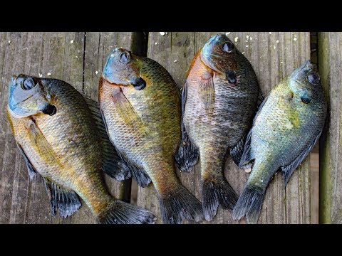 Video: Je bezpečné jíst Bluegill?