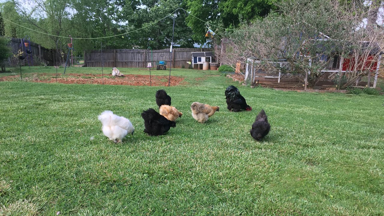 "Coophood". A backyard of multiple coops collating to form a cohesive