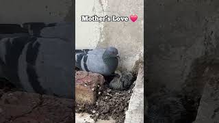Mother Unconditional Love ❤️