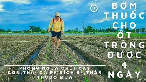 BƠM THUỐC CHO ỚT 4 NGÀY TUỔI