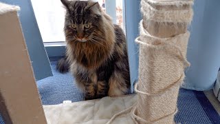 What's going on with my Cat Tree?! | Norwegian Forest Cats by Roy and Moss 1,021 views 3 months ago 1 minute, 1 second