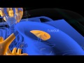 PET Scan animation