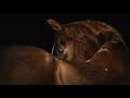 Roses || Equestrian Music Video