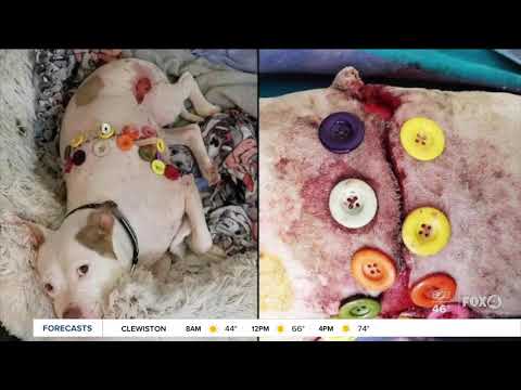 Video: Táto záchranná skupina musela falošne zneužiť smrť týraného psa, aby ju zachránila od jej majiteľa