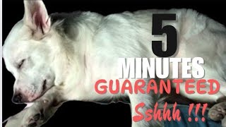 Sound to make your Dog Sleep within 5 minutes guaranteed | Dog Hypnosis | Sshhh