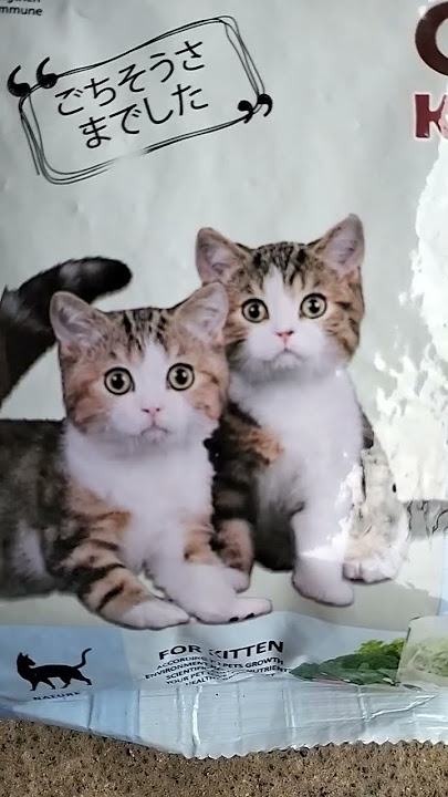ORI CAT FOOD FOUR KITTEN HAIR & SKIN#shorts