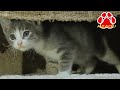 子猫が先住子猫にキレた!【瀬戸のトラ日記】
