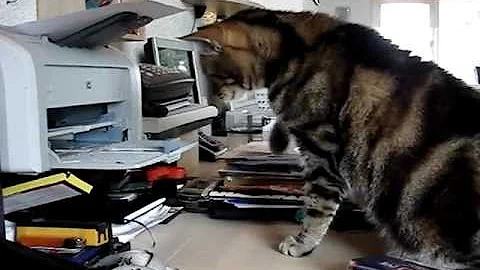 Watch the video about Bengal really angry at the printer making a lot of noise