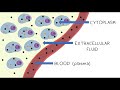 Understanding Cell Fluids and Equilibrium