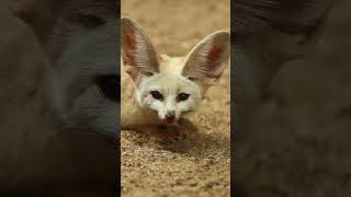 How Desert Animals Thrive