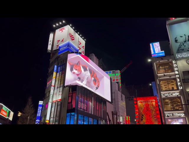 Shinjuku Cat