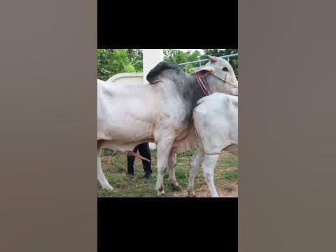 cow mating, animals mating, #shortvideo #shortsvideo #short - YouTube