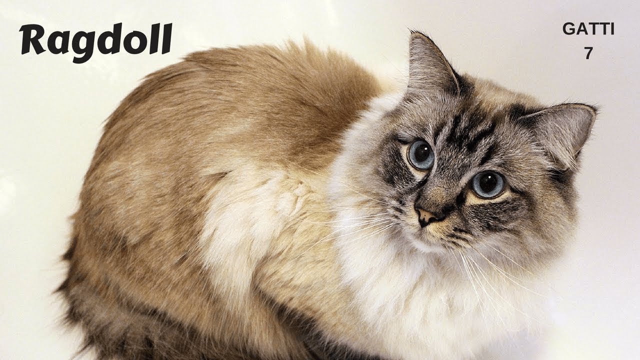 Gatti 7 - RAGDOLL - YouTube