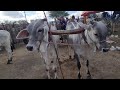 FEIRA DO GADO DE CACHOEIRINHA PE, PARTE 2