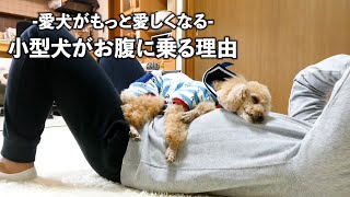 小型犬がお腹の上に乗る理由を知ってパパが大喜び 下に見られてるって言うけど トイプードルのわこわこブログ 愛犬わんこのフードや遊び 買った ものを気ままに書いてます 小型犬がお腹の上に乗る理由を知ってパパが大喜び 下に見られてるって言うけど トイプードルのわこわこブログ 愛犬わんこのフードや遊び 買った ものを気ままに書いてます