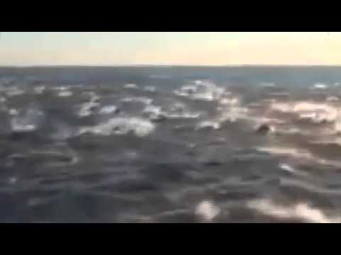 Video: Uinti Delfiinien Kanssa Punaisellamerellä Merenfarmilla Egyptissä