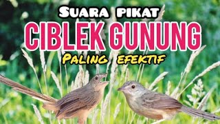 Suara Pikat Burung Ciblek Gunung Paling Efektif