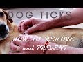 Dog Ticks: How To Remove and Prevent