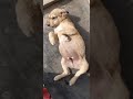 very cute little puppy ❤️