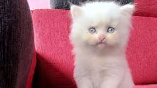 கண்டிப்பாக ஊசி போட வேண்டும் #persiancat #cat #cats #kitten #vaccination #பூனை #catfamily #catlover