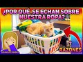 ¿Por Qué Mi Gato Duerme o Se Acuesta Sobre Mi Ropa? 7 Razones - SiamCatChannel