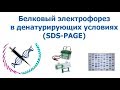 Белковый электрофорез в денатурирующих условиях (SDS PAGE)