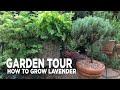 How to Grow Lavender in My Small Garden