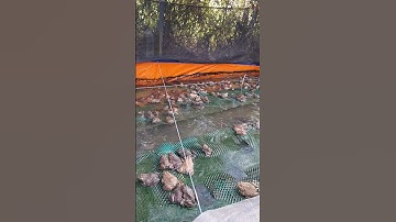 Độc đáo mô hình nuôi ếch kết hợp cá rô đầu nhím giữa lòng thành phố#frog#nuoiech